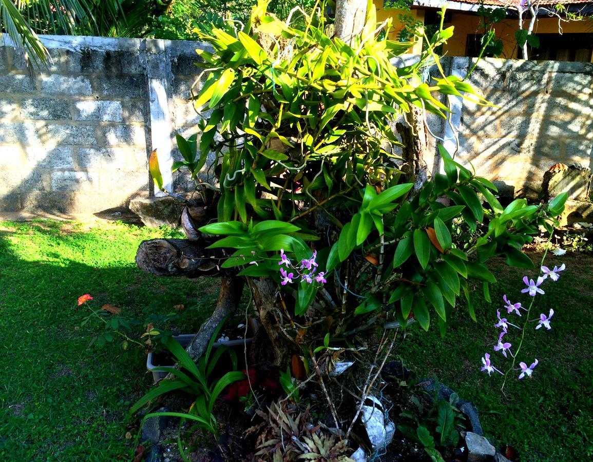 Bed and Breakfast The Breeze Mirissa Exterior foto